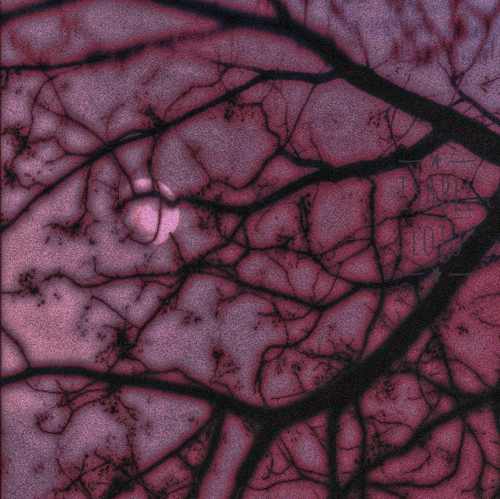 دانلود اهنگ بو بو بو یه دلبری بو بو بو حور پری